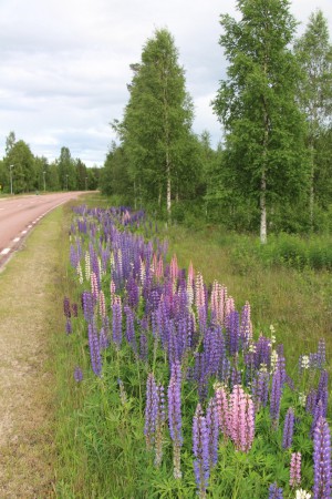 Lupins sur la E45